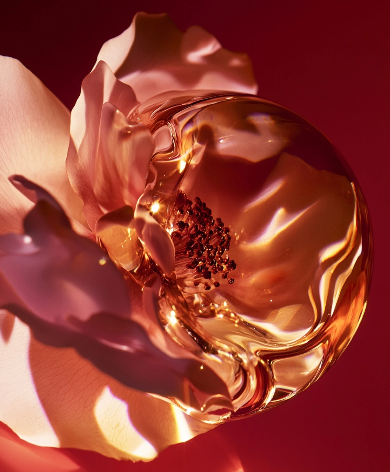 Copper-coloured petals surrounding a translucent amber form
